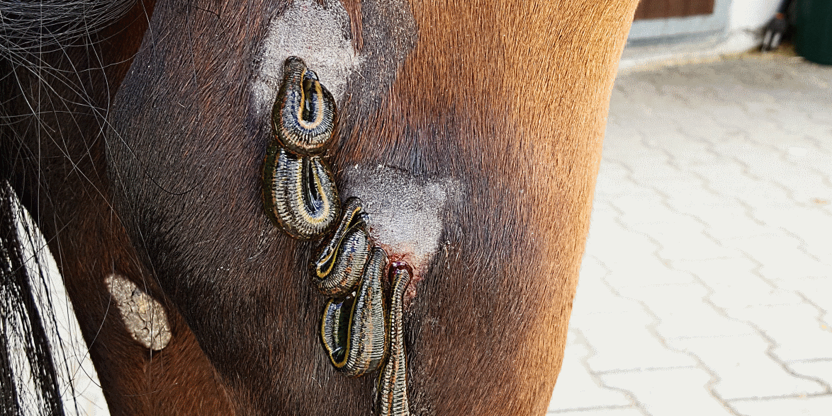 Gallen Pferd